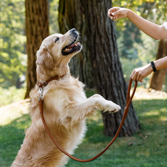CollarDirect correa cuero enrollado 6ft verde, perfecto para perros activos.