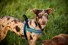 Arnés ComfortFlex acolchado en pecho para caminatas largas.