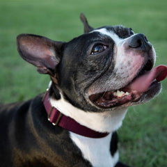 Country Brook Petz collar martingale nylon acanalado, superficie suave para perros activos.