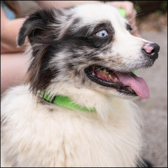 Ancho de 3/4 pulgadas para mayor seguridad en el collar Country Brook Petz.