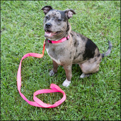 Collar Country Brook Petz azul marino, resistente para perros activos