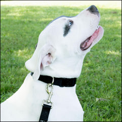 Collar Country Brook Petz de 1 pulgada ofrece seguridad y estabilidad.