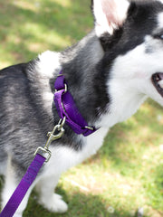 Colores vibrantes de Country Brook Petz en morado.