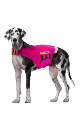 CozyVest: perro con ansiedad relajado gracias a música suave durante fuegos artificiales.