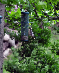 Cuñas sabor bayas de C&S, en alimentador de plataforma para aves.
