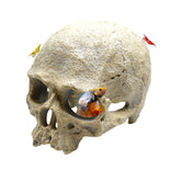 CTWPets calavera humana en acuario, decoración realista que añade atmósfera misteriosa.
