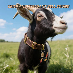 Cwyza collar de cuero genuino para uso diario en cabras.
