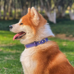 DAIHAQIKO collar en paseo, tamaño L para perros grandes