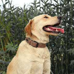 Didog collar de cuero con hebilla robusta para perros grandes.