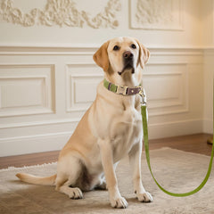 Didog forro de nylon cómodo para piel sensible de perros grandes