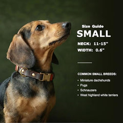 Didog collar talla S 11-15 pulgadas para perros pequeños