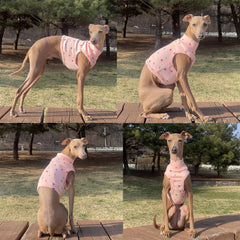 Doggystar diseño facilita ponérsela, ideal para salidas diarias