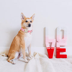 DOGWONG collar diseño único corazón, ideal para mascotas de cualquier raza.