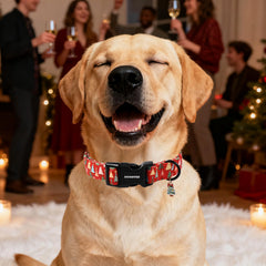 DOGWONG collar perro con anilla en D para etiquetas y correa.