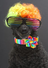 Collar DOGWONG con aro metálico en forma de D resistente.