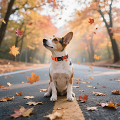 DOGWONG collar de algodón ligero para mayor comodidad en paseos.