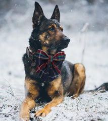 DOGWONG diseño de cuadros rojos y azules para estilo navideño