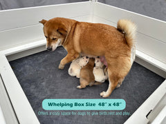 DOZZOPET barandas-cerdo-whelping mejoran la seguridad de los cachorros.