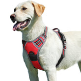 Arnés Eagloo para perros grandes, trasero con asa, para mayor control durante caminatas.