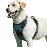 Arnés Eagloo para perros grandes, uso fácil y rápido para paseos.