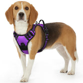 Arnés Eagloo para perro, visual en talla pequeña, ajuste cómodo para paseos diarios.