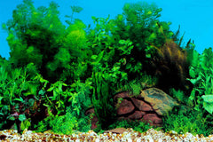 ELEBOX fondo acuario dos caras plantas acuaticas aporta color y realismo