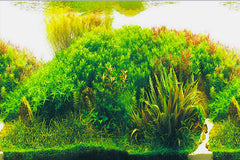 ELEBOX fondo plantas acuario 02: crea paisaje realista y tranquilo.