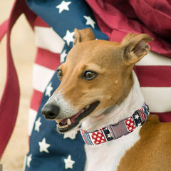 Collar ajustable de Elegant little tail, ideal para perros de todos los tamaños.