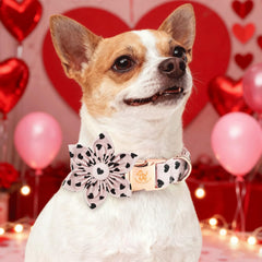 Elegant little tail collar ajuste para cuellos de 40 a 66 cm.