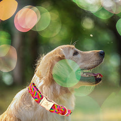 Elegant Little Tail collar perro talla ajustable, ajusta cuello con comodidad.