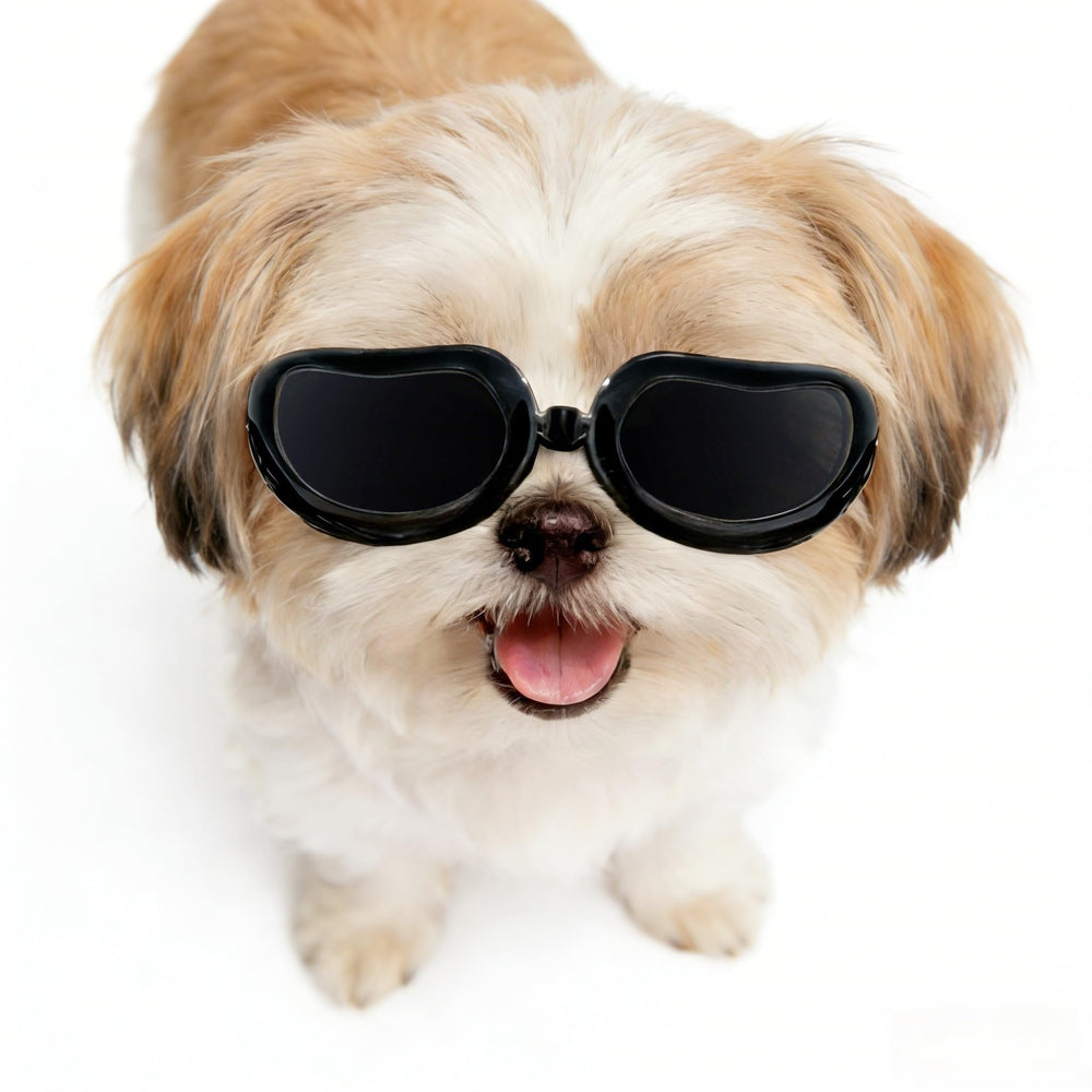 Enjoying gafas para perros pequeños con protección ultravioleta, ideales para paseos soleados.