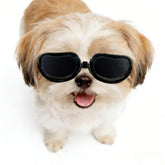Enjoying gafas para perros pequeños con protección ultravioleta, ideales para paseos soleados.