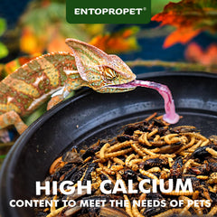 Entopropet larvas secas detalle, textura crujiente para reptiles