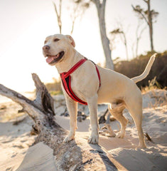 Arnés EzyDog sin tirones para paseos más controlados y tranquilos.