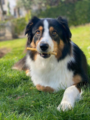 Fieldcrest Farms textura digestible, ideal para perros de todas las edades.
