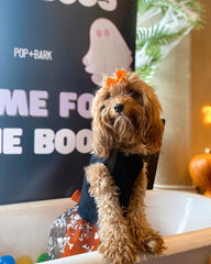 Fitwarm disfraz-perro-hechicera-brujas-tulle, diseño llamativo para eventos.