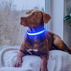Flashseen collar LED USB recargable para paseos nocturnos