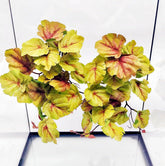 FLmoving plantas colgantes para terrario Heuchera Micrantha amarilla, hábitats realistas.