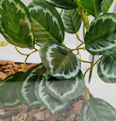 FLmoving Reptil Plantas: función de ocultación y escalada para exploración.