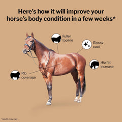 Formula 707 Proteína y aminoácidos para músculos de caballos: mejora del tono muscular.