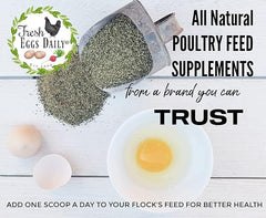 Fresh Eggs Daily posible mejora de producción de huevos con cáscaras más firmes