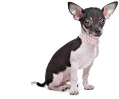 Detalle de la correa PU cuero sintético del collar Generic para mascotas.