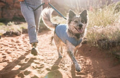 Gold Paw: tejido ligero y transpirable para mantener al perro fresco durante caminatas.