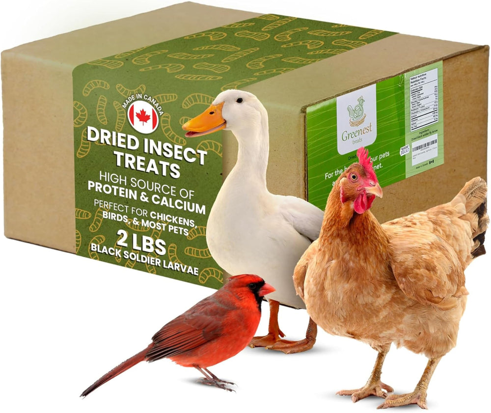 Greenest Treats: larvas secas de mosca soldado para aves, fuente proteica.
