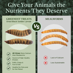 Greenest Treats: larvas para patos y aves silvestres, snack nutritivo.