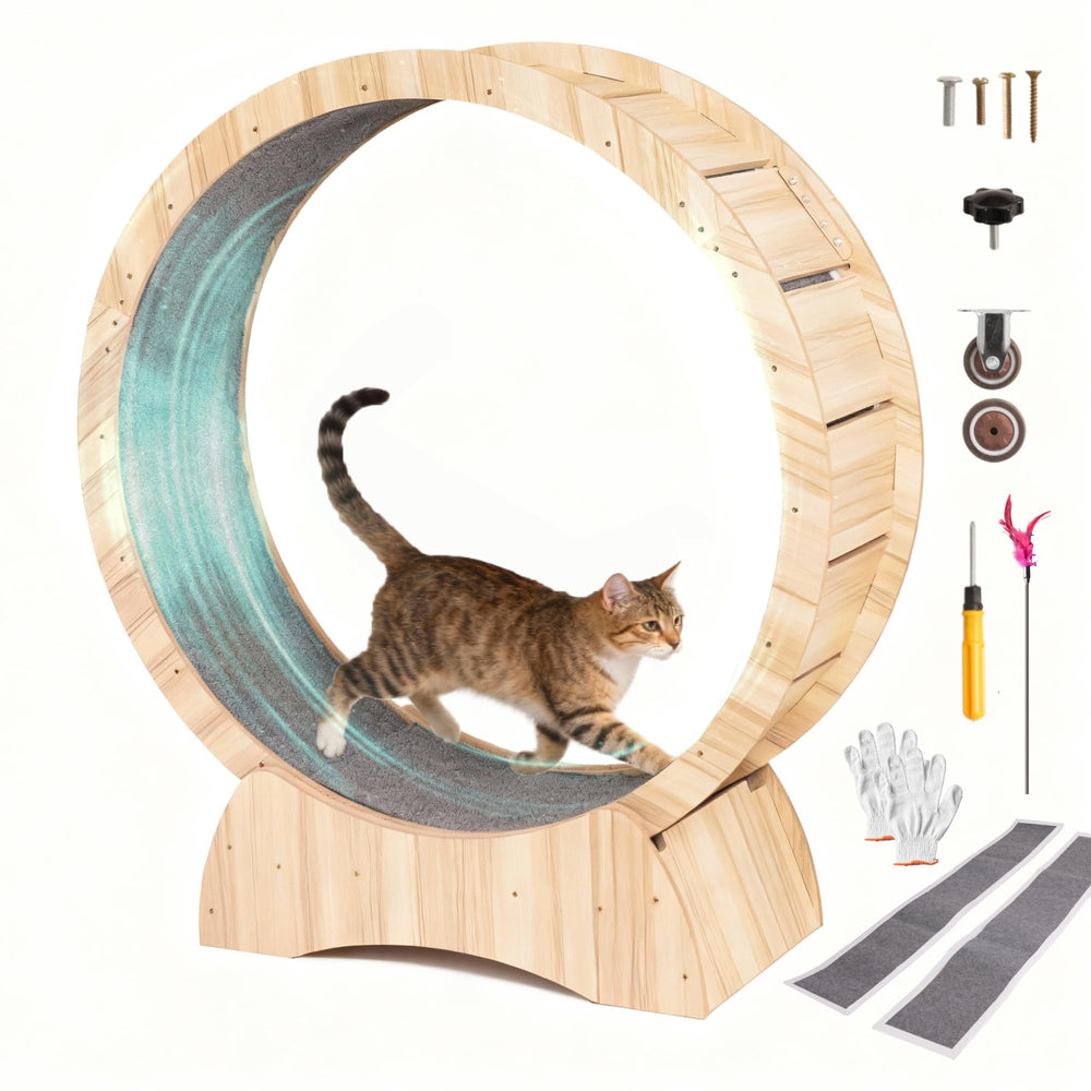 Rueda para gato Grevigily en interiores, ejercicio seguro.