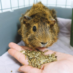 GuineaDad hoja de frambuesa promueve metabolismo natural, snack sabroso para cobayas.