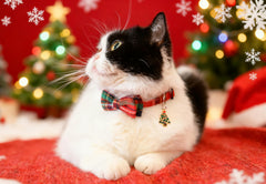 Gyapet collar ajustable de 7 a 11 pulgadas para felinos activos.