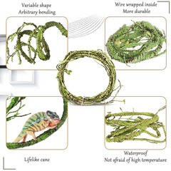 Ventosas de fijación para terrario Hamiledyi