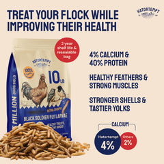 Hatortempt larvas mosca negra secas, fuente de proteína para gallinas